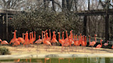 Pink flamingo flock standing by a shallow reflecting pool inside an enclosed aviary
