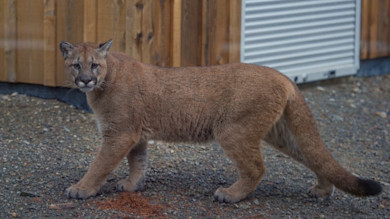 Cougar walking on gravel, looking toward camera in front of a wooden building