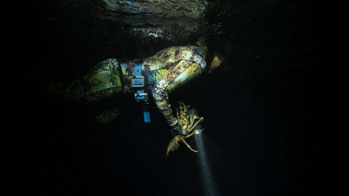Night Diving for Lobsters