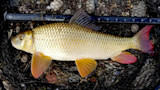 Redhorse fish on net with measuring ruler reading 17 in