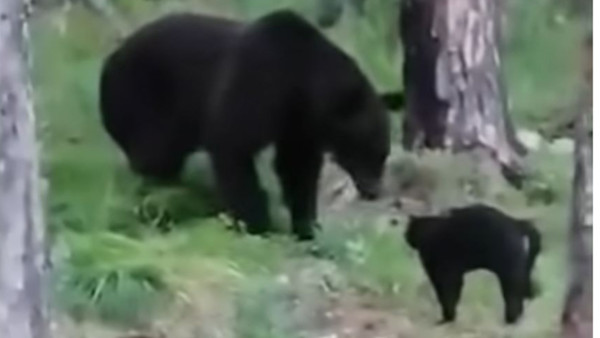 Video: House Cat Stands Down Brown Bear