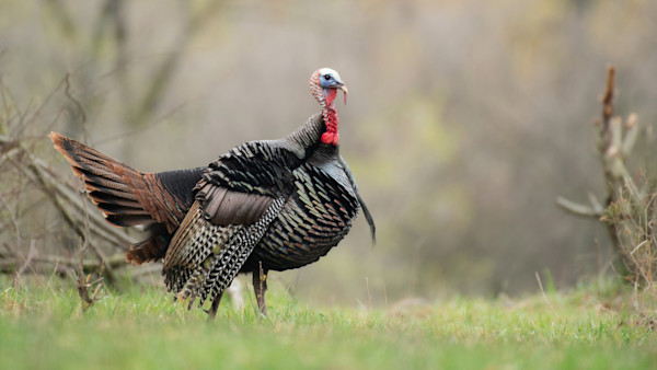 Male wild turkey standing on grass with blurred brush background