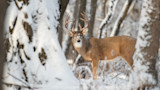 Mature whitetail buck with large antlers standing in snow-covered forest