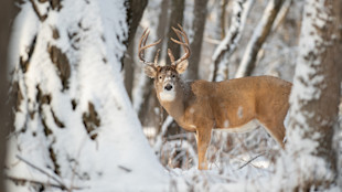 Mature whitetail buck with large antlers standing in snow-covered forest