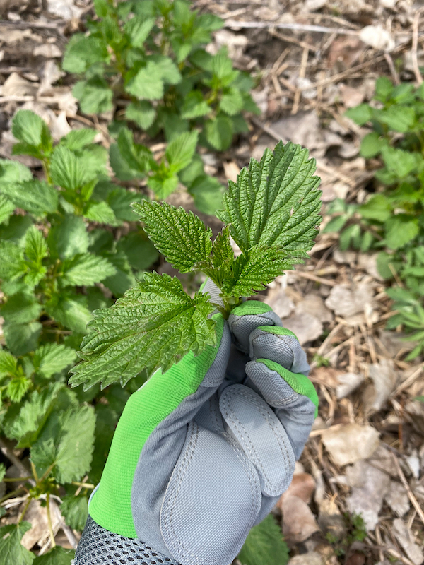 how to collect stinging nettle