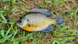 Bluegill fish with yellow belly lying on wet grass