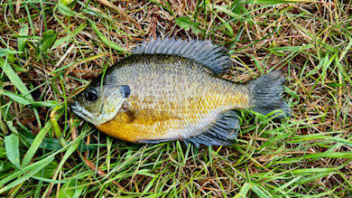 Bluegill fish with yellow belly lying on wet grass
