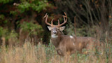 Mature white-tailed buck with antlers standing in grassy meadow near trees
