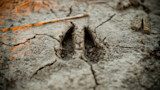 Deer cloven-hoof print in cracked dry mud with a thin twig nearby