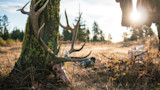 Elk head with large antlers resting against a mossy tree in a sunlit grassy clearing