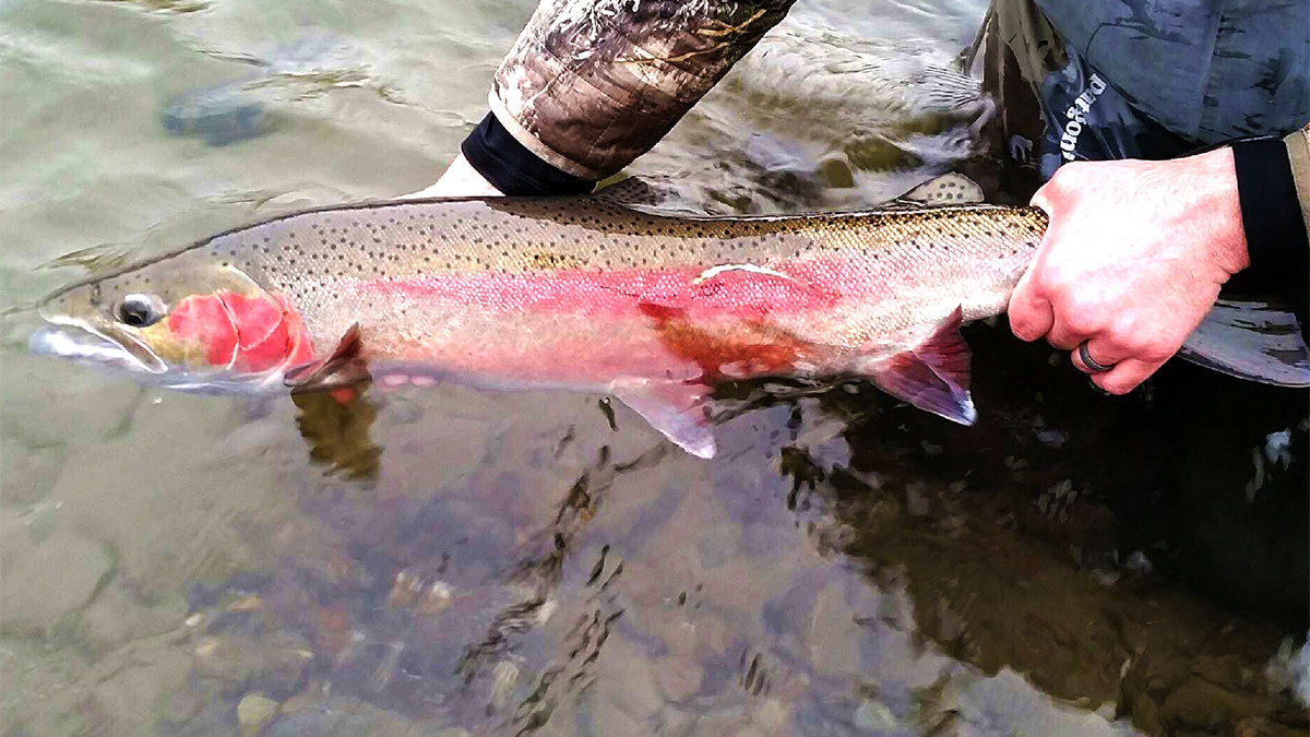 Inside the Debate: The Impacts of the Proposed Idaho Steelhead Closure