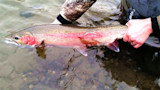 Steelhead held horizontally in shallow river by an angler's hands