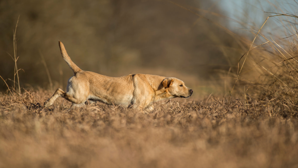Are You the Reason Your Bird Dog Sucks?