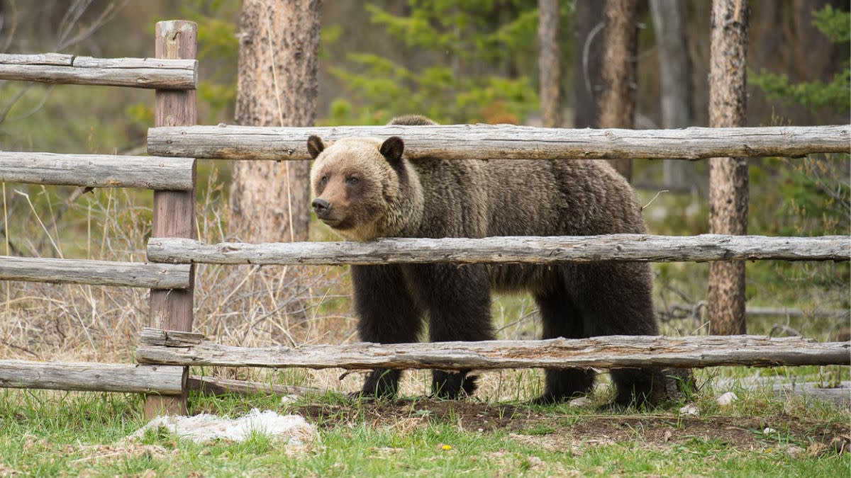 Would Hunting Grizzlies Reduce Conflict with Humans?