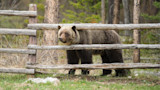 Grizzly bear standing behind a wooden split-rail fence in grassy forest clearing