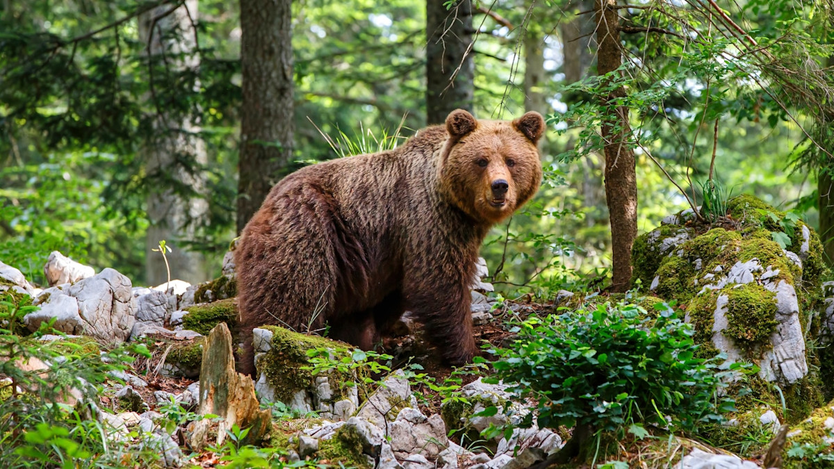 After Years of Brutal Attacks, This Eastern European Country Just Approved Selling Brown Bear Meat