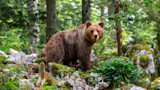 After Years of Brutal Attacks, This Eastern European Country Just Approved Selling Brown Bear Meat