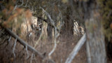 White-tailed buck standing among trees, branches framing the view