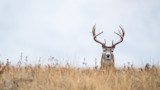 Scouting These Public Land Spots Will Help You Kill More Deer
