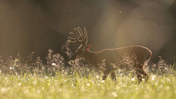 A Silver Bullet Solution for Improving Wildlife Habitat