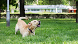 Yellow Labrador barking and crouching on green lawn in a park