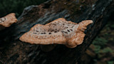 Pheasant back mushroom on a fallen log in a forest