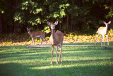 Hunters vs. Wildlife Biologists: Who Says There’s Too Many Deer?