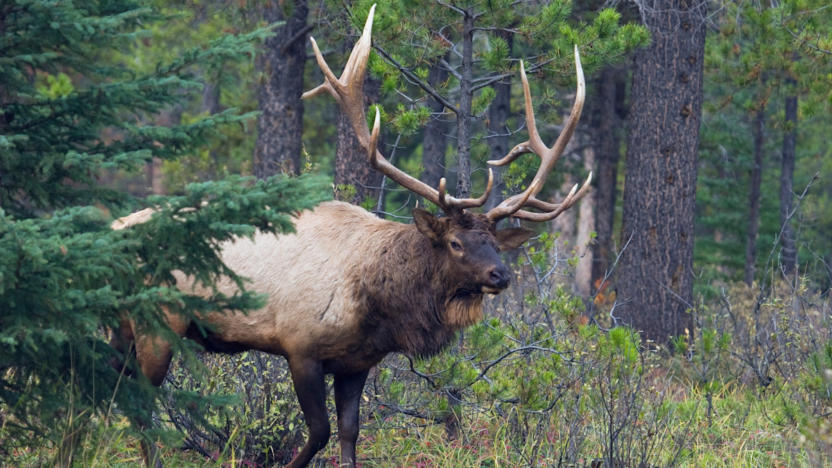 How to Still-Hunt in Thick Timber