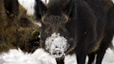 Black wild boar with snow-covered snout nuzzled by a brown boar in the snow