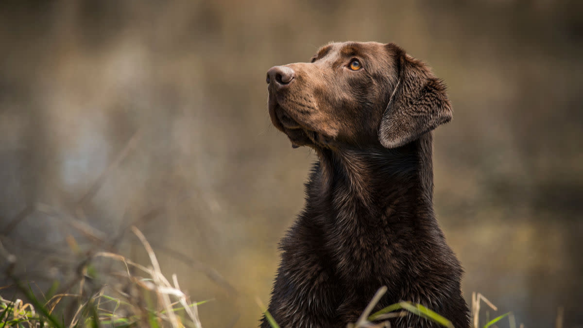 Does Labrador Color Matter?