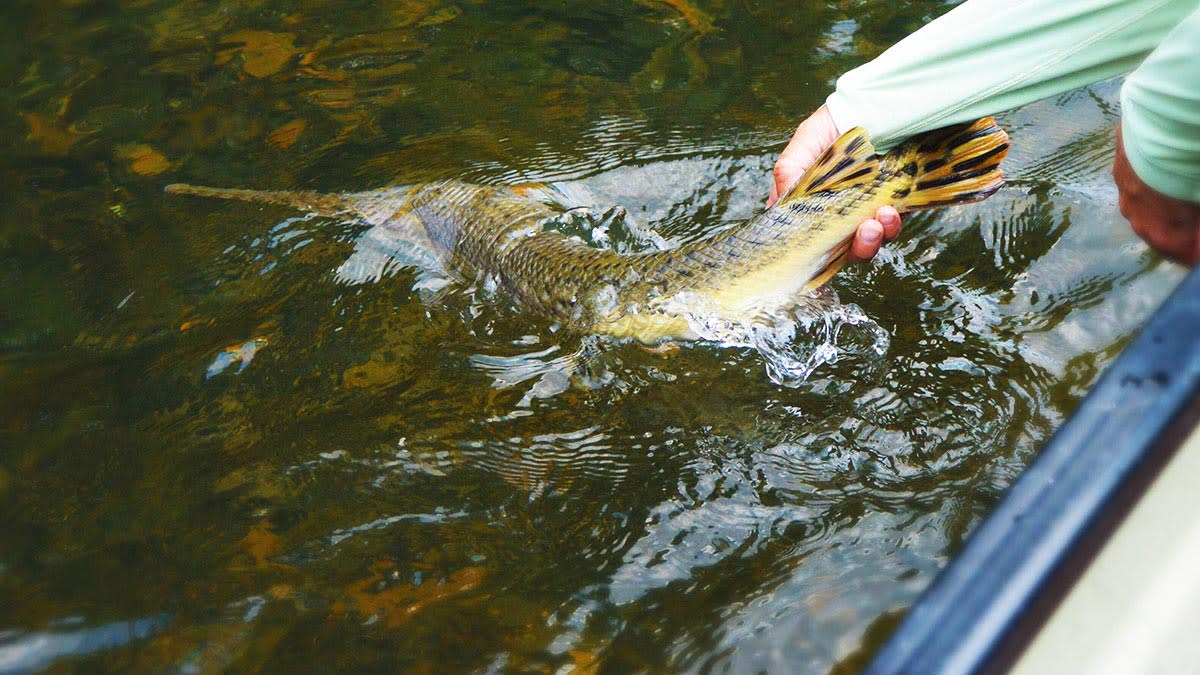Trash Fish Tuesday: Gar