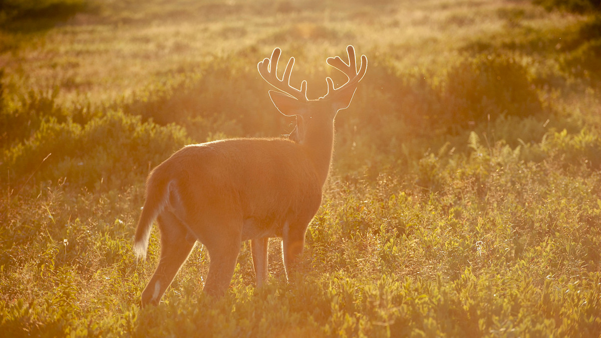 Why Spring is the Best Time to Gain Deer Hunting Permission