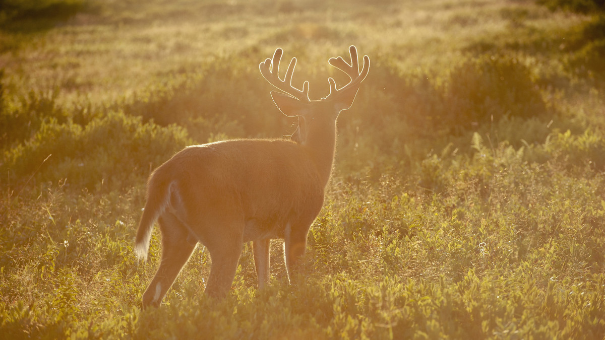 Why Spring is the Best Time to Gain Deer Hunting Permission 