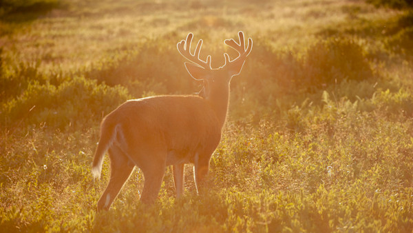 Why Spring is the Best Time to Gain Deer Hunting Permission