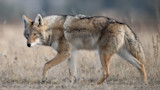 Coyote walking through dry grass, side view showing thick tawny-gray coat
