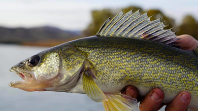 Walleye held by hand, showing erect dorsal fin and yellow-green mottled scales