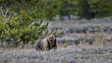 Western States Open New Efforts to Delist Grizzly Bears