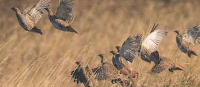 Hungarian partridges flushing from tall dry grass, several in flight and others on the ground