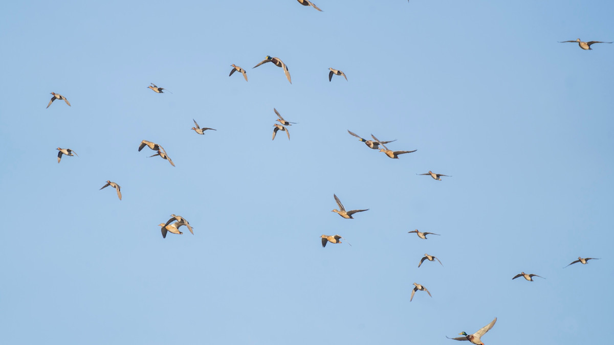 New “Zero-Based” Regulatory Order Could Remake Conservation Efforts