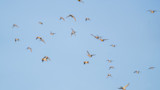 Flock of ducks in flight against a clear blue sky