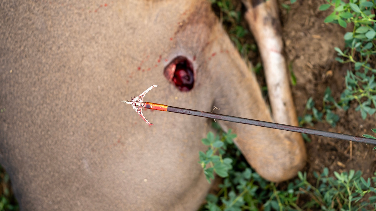 How Much Does Broadhead Choice Really Matter For Whitetail Hunters?