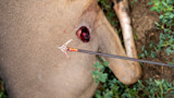 How Much Does Broadhead Choice Really Matter For Whitetail Hunters?