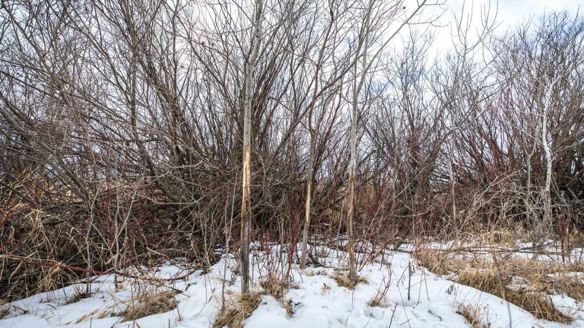 Scout in March to Kill in November