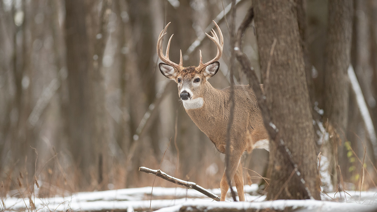 The Key to Killing Whitetail Bucks in December