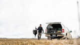 Hunter carrying two turkeys toward pickup truck with open tailgate in grassy field