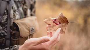 Hand holding a brown leaf stained with fresh red blood spots, camouflage pack blurred behind