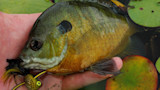 Hand holding a sunfish over water with lily pads and a yellow-black feather jig