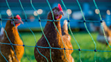Brown hen behind green netting in grassy pen