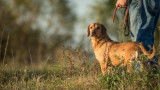The ‘Shake’ Command Every Hunting Dog Should Learn