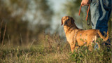 Wet golden retriever standing in grassy field, person at right holding an orange leash